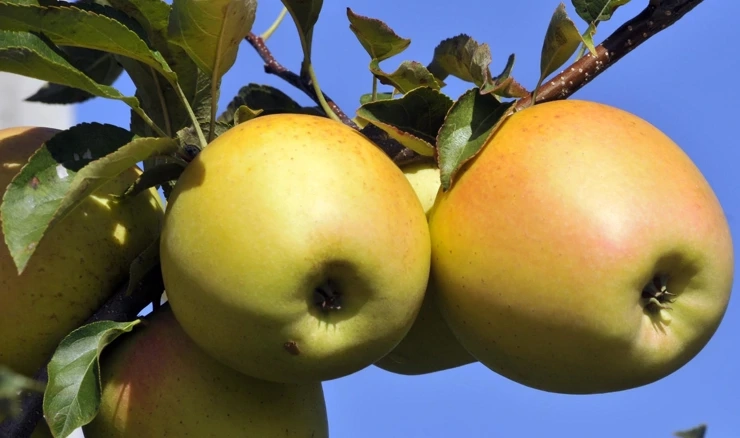 Osatina grupa preuzima i plantaže