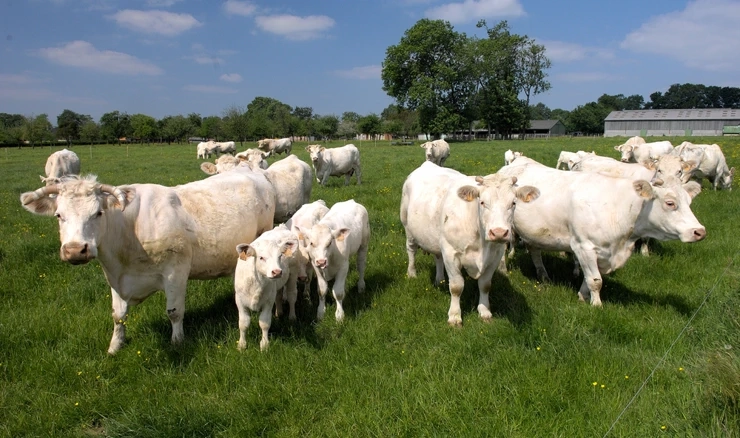 Charolais