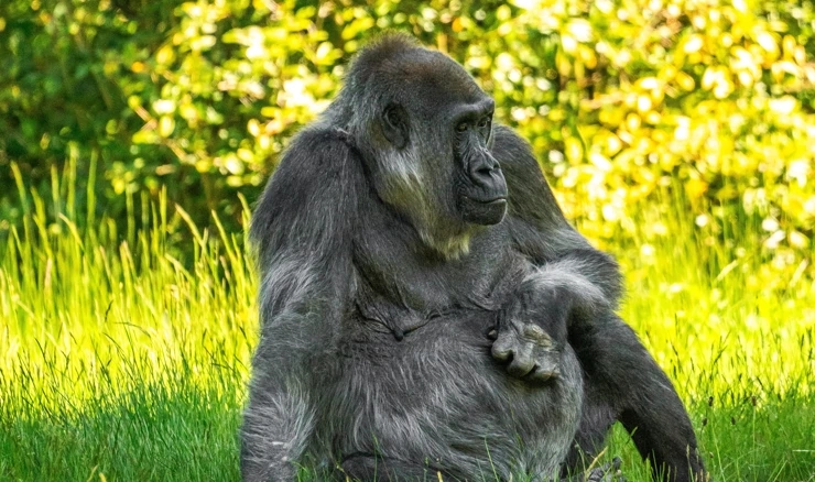 Čimpanza ubila bebu