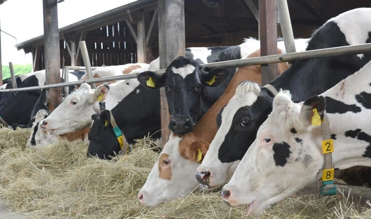 Farma krava
