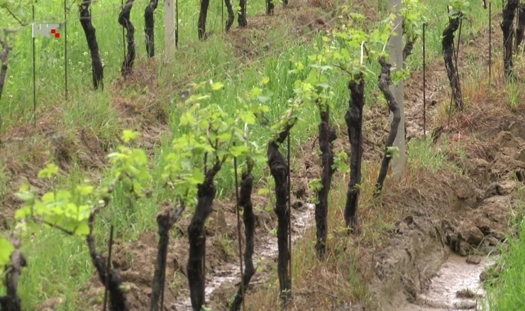 Vinograd