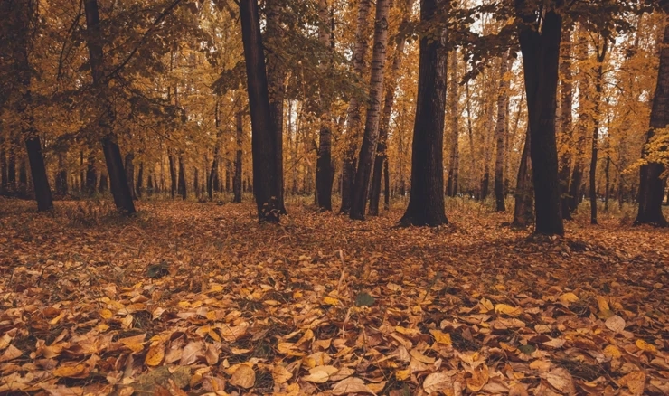 Ukradena stabla hrasta