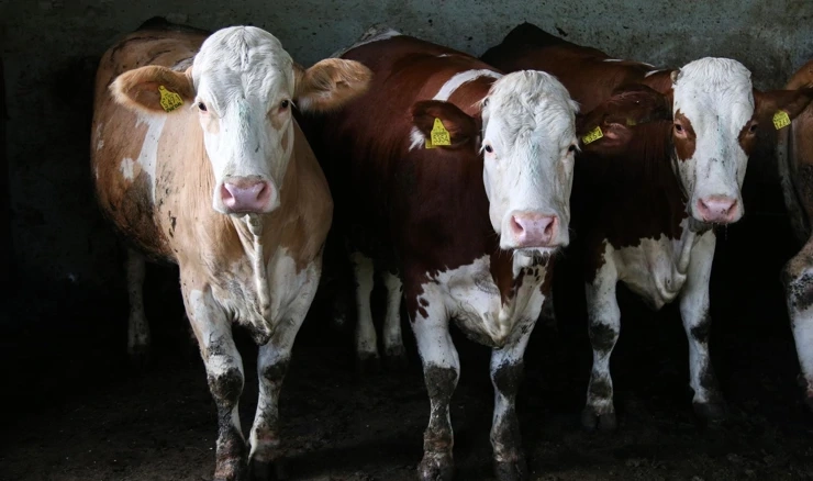 Potpore za sektor mlijeka