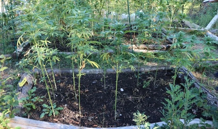 Marihuana