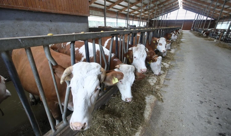 Proizvođačke cijene u poljoprivredi porasle 21,7 posto