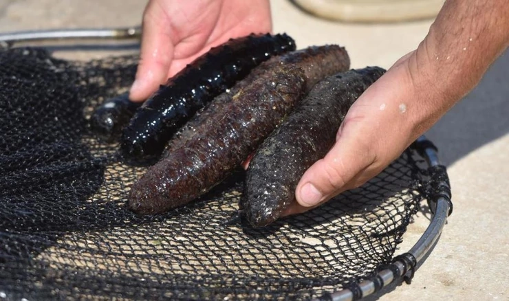 Trpovi, morski 'krastavci'