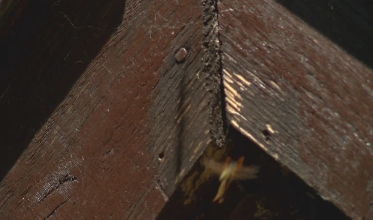 Ubod stršljena može biti smrtonosan