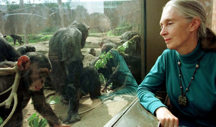 Jane Goodall