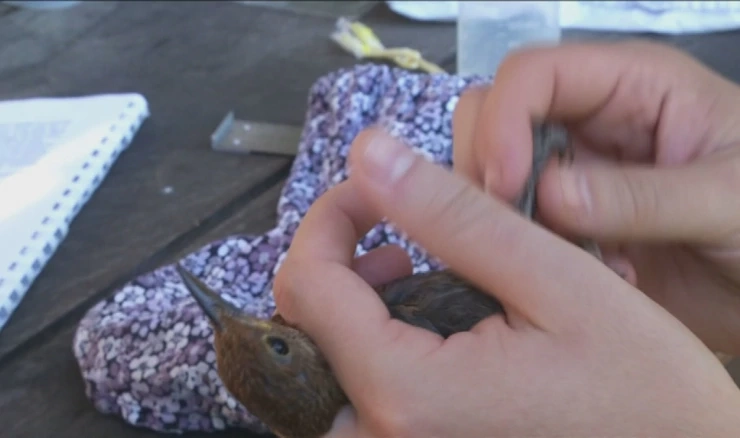 Udruga Biom organizira prstenovanje ptica