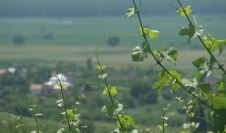 Dani otvorenih vinskih podruma
