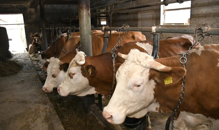 Pet milijuna eura za mliječno govedarstvo, ovčarstvo i kozarstvo