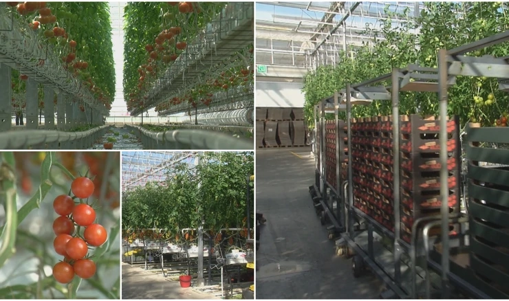 U beljskim staklenicima započela je berba cjelogodišnje rajčice