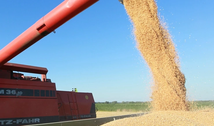 Klimatske promjene smanjit će urod pšenice 