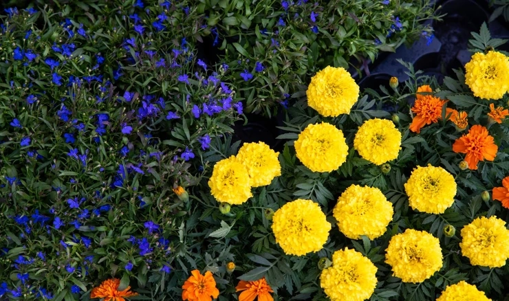 Floraart na Bundeku
