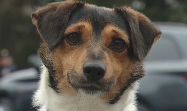 Snupi najpoznatija njuška policije