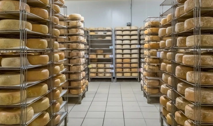 Potpore za proizvodnju kravljeg, ovčjeg i kozjeg mlijeka 24 milijuna eura