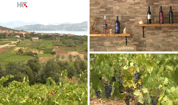 Vinari na Pelješcu