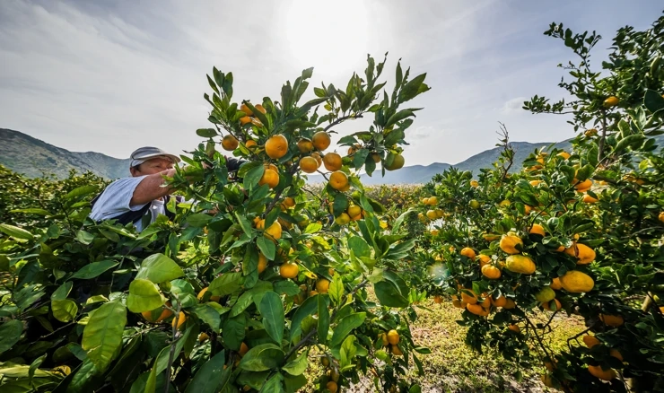 Mandarine u dolini Neretve 