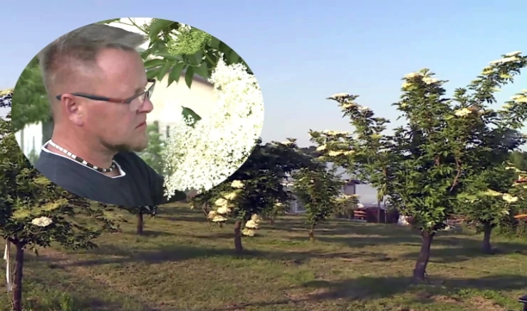 Veliki potencijal plantažnog uzgoja bazge