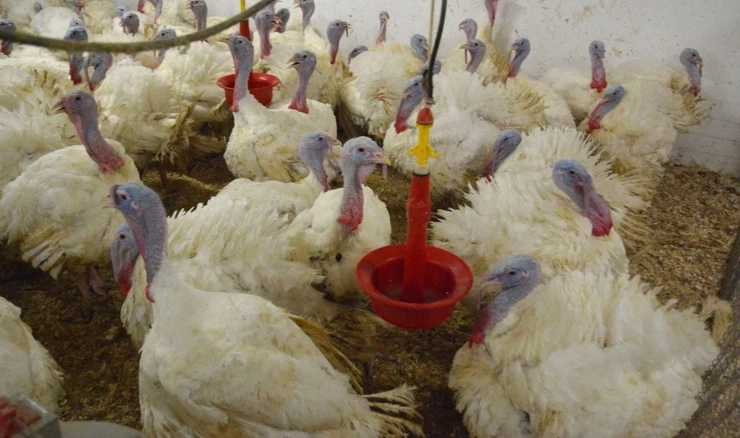 Počela eutanazija purana u Oriovcu