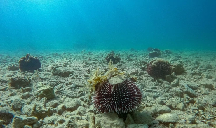 Morski jež na jednoj od pulskih plaža