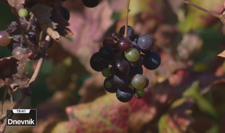 Dobra ovogodišnja berba vina na Pelješcu
