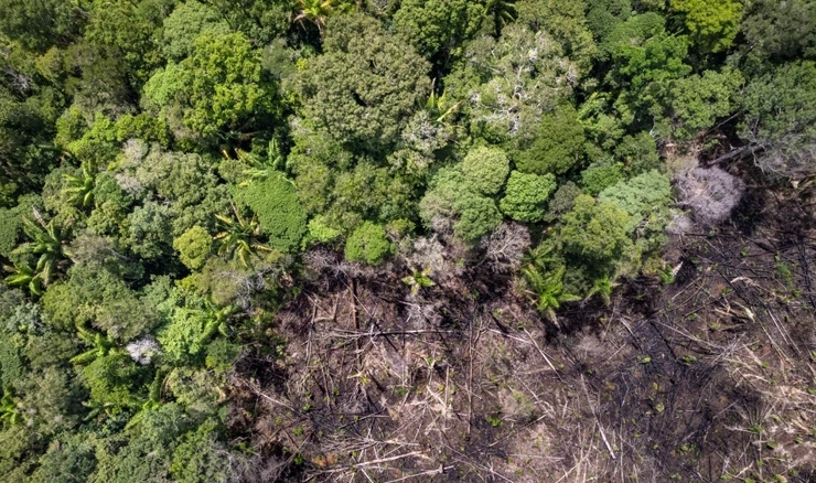 Deforestacija Amazonije