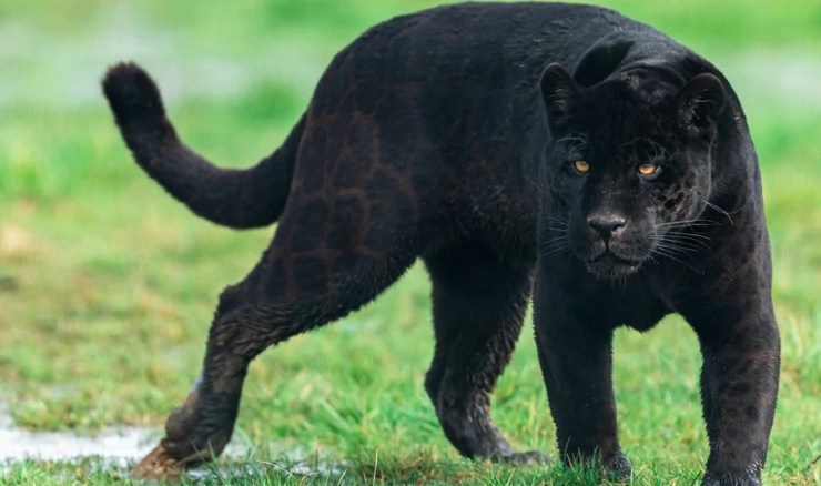 Crna pantera na slobodi u okolici vojvođanskog mjesta Apatin