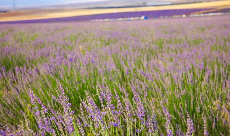 Gusjenice možda prouzročile milijunske gubitke
