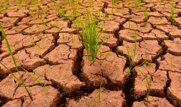 El Nino donosi nevolje poljoprivredi u Aziji, olakšanje u Sjevernoj i Južnoj Americi