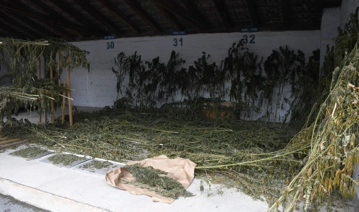 Kod Bizovca zaplijenjeno 868 kg marihuane