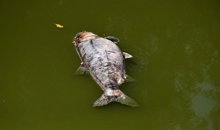 Pomor ribe u centru Slavonskog Broda