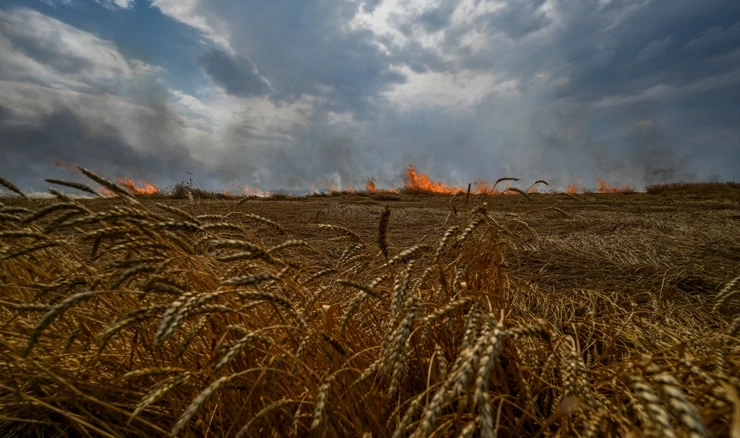 Polja žita u Ukrajini